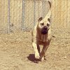 ONLY THE FAMILY KENNELS EGYPT