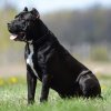 TAZ DE BUCOVINA WORKING DOGS