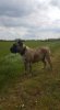 FURIA BULLSARA DEL PEMBA