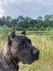 I-MYLA ARDOR BULL