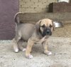 LEONE DE KING ZULU