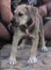 Q DE KING ZULU