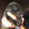 KALA DE KING ZULU