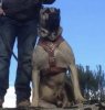 TORBO DE KING ZULU