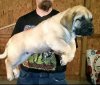 BEARCLAWS HARLEY