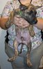 BILLIONAIRE KENNELS TANGO