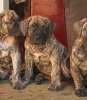 ELLA BAD DOGZ CANARIO