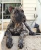 ELZA BAD DOGZ CANARIO