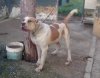 PEPE DE KING ZULU