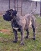 AMIRAL DE CASA COZMA KENNEL