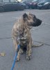 RUMA FROM PRESA GLADIATOR KENNEL