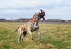 DRAGON FROM PRESA GLADIATOR KENNEL