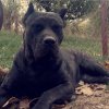 CLOY COLOSSUS OF BUKULJA