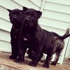 ONLY THE FAMILY KENNELS EL CHAPO