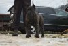 BUCOVINA WORKING DOGS UNICA