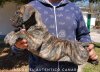 BALOO EL AUTENTICO CANARIO