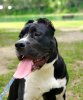 NIRA DE PCRP KENNEL