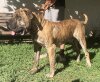 MARLON DE KING ZULU