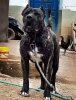 PANTHER DEL REY CHOCOBULL'S (MORGAN)