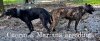 CUERVO &AMP; MARIANA BREEDING