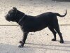 ARIA DE KING ZULU