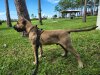 BAMA BUILT'S PROMETHEUS DE PRESA