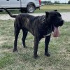 AMERICAN BRED JACOB