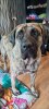 BOSS BULL CANARIO NALA