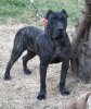 KALA DE CANCERBEROS KENNEL