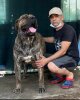 MUSTANG GLORY CANARIO KENNEL