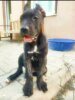 ENZO GLORY CANARIO KENNEL