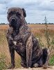 AIDA KINGDOM OF PRESA CANARIO