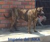 INDIO DE ALDABO