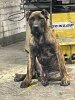 STORM PRESA GANG KENNEL