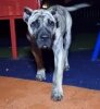 SASHA PRESA GANG KENNEL