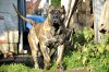 VANDA DEVIL'S BONE KENNEL