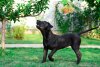 FEDORA NAVZAR PRESA KENNEL
