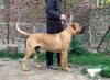 GUAJIRO JR DE IMPERIO PERROS TROYA