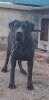 ZULA SICILIA KENNEL