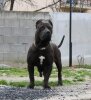 SHINA SICILIA KENNEL