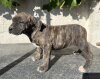 UMA DE KING ZULU