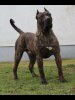 BAXTER SICILIA KENNEL