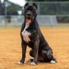 LA QUICA DE PERRO DEL RELAMPAGO