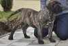 A-BELLA DARIA PRESA CANARIO