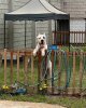 PIRATA DE PCRP KENNEL