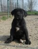 FIONA OF DOGO PARADISE