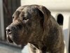 ATHENA SABURO KENNELS