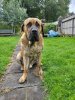 BOSS BULL CANARIO MAJOR