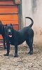 MAMBA NEGRA