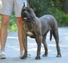 VOLGA DEVIL'S BONE KENNEL
